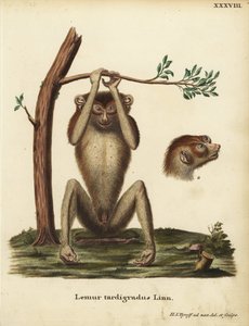 マイペースなキツネザル。絶滅危惧種。Lemur tardigradus Linn.Johann Christian Daniel Schreber