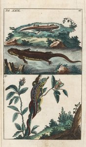 ゴットリープ・トビアス・ウィルヘルム（1758-1811）による「Smooth or Common Triton and Sand Lizard - Strong Water」（Encyclopedie of Natural Historyより）：両生類 作： Unbekannter Künstler