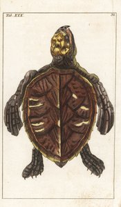 Encyclopedie of Natural History（自然史百科事典）より、Gottlieb Tobias Wilhelm（1758-1811）による「Snack Turtle or Scale Turtle - Strong Water」：両生類 作： Unbekannter Künstler