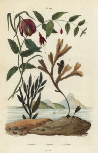 蛇の頭のフリティラリー、Fritillaria meleagris 1、ハチドリのフクシア、Fuchsia magellanica 2、歯のついたラック、Fucus serratus 3とFucus siliqueux 4。フリティラリア、フクシア、フカス 作： Unbekannt
