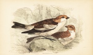 ユキホオジロ、Plectrophenax nivalis.1889 (彫刻) 作： Unbekannter Künstler