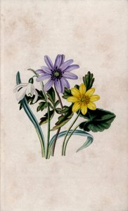 スノー・ピアス、ブルー・アネモネ、スモール・セランディーン。ルイザ・アン・トワムリー（1812-1895）によるリトグラフ。 作： Unbekannter Künstler