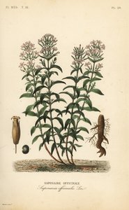 ソープワートまたはソープウィード、Saponaria officinalis, Saponaire officinale 作： Unbekannt