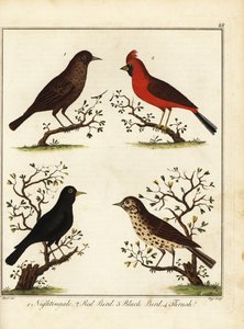 鳴き鳥：ナイチンゲール、赤い鳥、黒い鳥、ツグミ。 1792年（彫刻） 作： Unbekannter Künstler