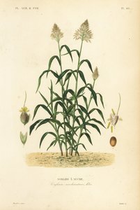 Sorghum grass, great millet, durra, jowari or milo, Sorghum bicolor, Sorghum saccharatum, Sorgho a sucre 作： Unbekannt