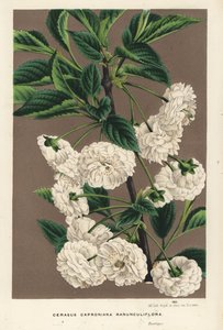 サワーチェリーの木、Prunus cerasus (caproniana ranunculiflora)。Louis van Houtte and Charles Lemaire