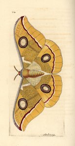 南インド産の小型ツユクサ Antheraea paphia (Phalaena paphia)。リチャード・ポリドール・ノダー作。ジョージ・ショウとフレデリック・ノダーの『The Naturalist