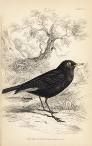 メガネタイラント、Hymenops perspicillatus（メガネウオーターまたはシロウオーター、Perspicilla leucoptera）。Sir William Jardine