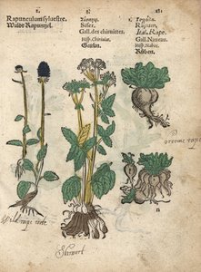 スパイクド・ランピオン、フィテウマ・スピカタム、スキレット、シウム・シザラム、カブ。アダム・ロニカーの『Krauterbuch, or Herbal, Frankfurt』に掲載された植物図版の手彩色木版画。 作： Unbekannter Künstler