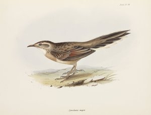 スパインテイル、南アメリカ、1832～1836年頃 作： Unbekannter Künstler