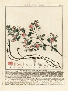 とげのあるレススロー、La bugrane des champs、Ononis spinosa。