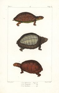 斑脚亀、Rhinoclemmys punctularia 1、インドヒラタガメ、Lyssemys punctata 2、北アフリカヘルメットガメ、Pelomedusa subrufa olivacea。ベルンのジャン＝ガブリエル・プレトルによるイラストをもとにしたダヴィッドによる手彩色銅版画。