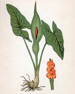 Spotted Gulet (Arum maculatum or Chandelle, Veal