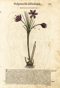 春のクロッカス。ピエトロ・アンドレア・マッティオーリの「Discorsi di P.A. Matthioli ne i sei libri della Materia Medicinale di Pedacio Dioscorid」に掲載されたジョルジョ・リベラーレの挿絵をもとに、ヴォルフガング・マイヤーピックが手彩色した木版画。 作： Unbekannter Künstler