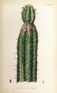 トウダイグサ（Euphorbia officinarum）。ヘンリー・サワービーによる手彩色リトグラフ、エドワード・ハミルトン著『Flora Homeopathica』より。 作： Unbekannter Künstler