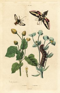 スパージ・ホーク・モス（Hyles euphorbiae）とイモムシ1、スズメバチ・モス（Sesia apiformis）2、歯痛植物（Spilanthes species）。 作： Unbekannt