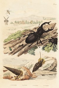 クワガタムシ、Lucanus cervus 1、Cerithium sulcatumとRhinoclavis asperaの軟体動物 3,4、Cerocoma elateroides 5、Keroplatus tipuloidesのスズメバチ 6 作： Unbekannt