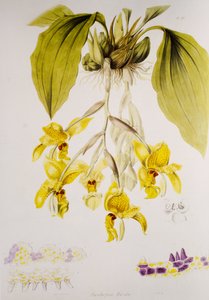 Stanhopea wardii 作： Unbekannt