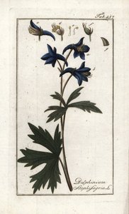 Staphisegarまたはシラミの生えたハーブ、gouty grassまたは野ブドウ（Delphinium staphisagria）。オランダ、ヨハネス・ゾーン（1739-1799）作 "Afbeelding der Artseny-Gewassen "よりリトグラフ。