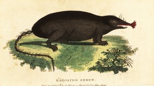 星鼻ほくろ、Condylura cristata.、1800 年 (彫刻) 作： Unbekannter Künstler