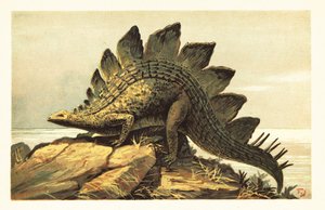 ステゴサウルス、絶滅した草食恐竜の属。 1908年（リトグラフ） 作： Unbekannter Künstler