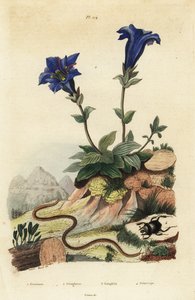 茎なしリンドウ、Gentiana acaulis 1、Clavaria ophioglossoides 2、ムカデ、Geophilus walckenaerii 3、コガネムシ、Geotrupes momus 4 作： Unbekannt