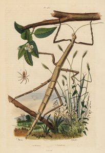 スティック状の昆虫やphasmid、Carausius morosusとClonopsis gallica、そしてワンダリング・クラブ・スパイダー、Philodromus aureolus。 作： Unbekannt