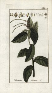 臭いバーベナまたはガーリック・リアナ（Petiveria alliacea）。ヨハネス・ゾーン（1739-1799）作 "Afbeelding der Artseny-Gewassen "よりリトグラフ、オランダ。 作： Unbekannter Künstler