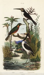 コウノトリ、Jabiru mycteria、Rufous-tailed jacamar, Galbula ruficauda、Three-toed jacamar, Jacamaralcyon tridactyla 作： Unbekannt