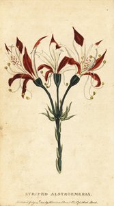 縞模様のアルストロメリア、アルストロメリア リグトゥ。 ,1800年（刻印） 作： Unbekannter Künstler