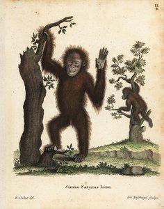 スマトラオランウータン、ポンゴ・アベリイ。絶滅の危機に瀕している。Johann Christian Daniel Schreber