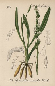 夏のスピラント - 夏の淑女、スピラントス・アエスタリス。Diederich von Schlechtendal