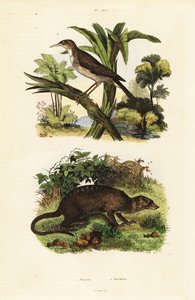 サンバードとミーアキャット、1834-1839 (彫刻) 作： Unbekannter Künstler