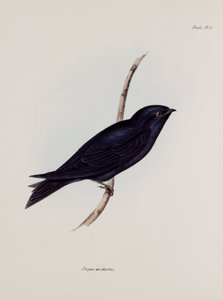 ツバメ（マーチン）、南米、1832-1836年頃 作： Unbekannt