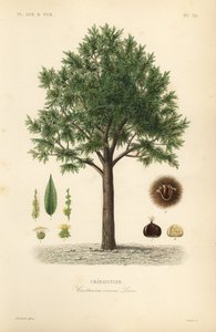 甘栗、Castanea sativa、Castanea vesca、Chataignier 作： Unbekannt