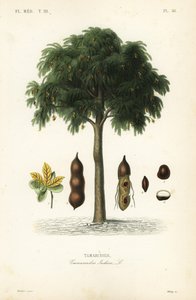 タマリンドの木、Tamarindus indica、Tamarinier 作： Unbekannt