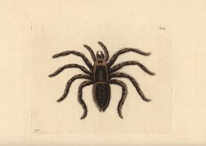 タランチュラオオカミグモ、リコーサ・タランチュラ（タランチュラ蜘蛛、アラネア・タランチュラ）。リチャード・ポリドール・ノダーが描き、彫ったイラスト。George Shaw and Frederick Nodder