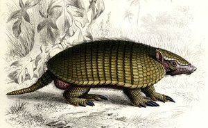 アルマジロ（Dasypus sexeinetus）を発見。Charles D