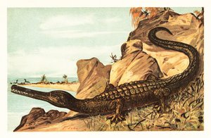 海洋ワニの絶滅種、テレオサウルス カドメンシス。1908 年 (リトグラフ) 作： Unbekannter Künstler