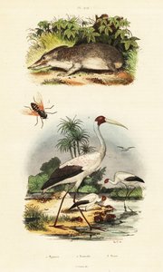 テンレック、コウノトリ、アブ、1834-1839 (彫刻) 作： Unbekannter Künstler