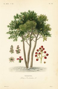 Terebinth or turpentine tree, Pistacia terebinthus, Terebinthe 作： Unbekannt