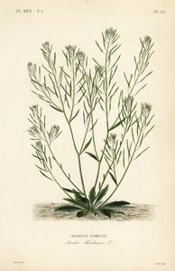 Thale cress, mouse-ear cress or arabidopsis, Arabidopsis thaliana, Arabis thaliana, Arabette rameuse 作： Unbekannt