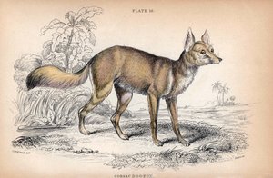 チャールズ・ハミルトン・スミス大佐によるリトグラフ：ウィリアム・ジャーディン卿の犬、W.H.リザース版、エディンバラ、スコットランド 作： Unbekannter Künstler