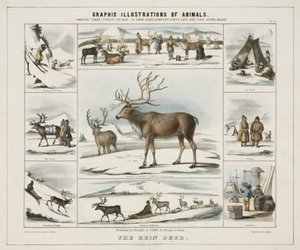 Rein Deer」1845年頃 作： Unbekannt