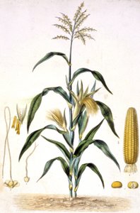 トウモロコシ、1880-1900年頃（エングレーヴィング）