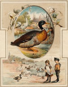 アヒルです。Mon premier Grand Alphabet "の中のエングレーヴィング。ベルナルダン＝ベシェ版、パリ、1890年頃。挿絵はA.des Lilleuls。ページなし、46ページ。寸法：31x22cm。 作： Unbekannt