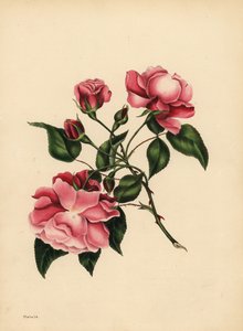 絶え間なく咲き続けるバラ、常に新しい美しさ 作： Unbekannt