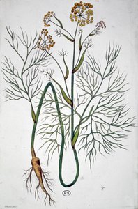 フェンネル、1850年頃（エングレーヴィング） 作： Unbekannter Künstler