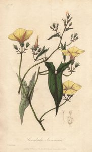 スカモニー（Convolvulus scammonia） - ジョン・チャーチルがロンドンで出版したジョン・ステファンソンとジェームズ・モース・チャーチルの「医学植物学、ロンドン、エディンバラ、ダブリンの薬用植物の説明」の挿絵としてウィリアム・クラークが描いた強い水。 作： Unbekannter Künstler