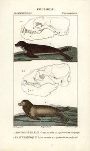海熊または北オットセイ（arctocephale）とアシカまたはトド（platyrhynque） - ジャン・ガブリエル・プレートル（1780-1845）作、カルノンケル版、フレデリック・キュヴィエ著、ピエール・ジャン・フレ編『自然科学辞典：哺乳類』所収。 作： Unbekannter Künstler